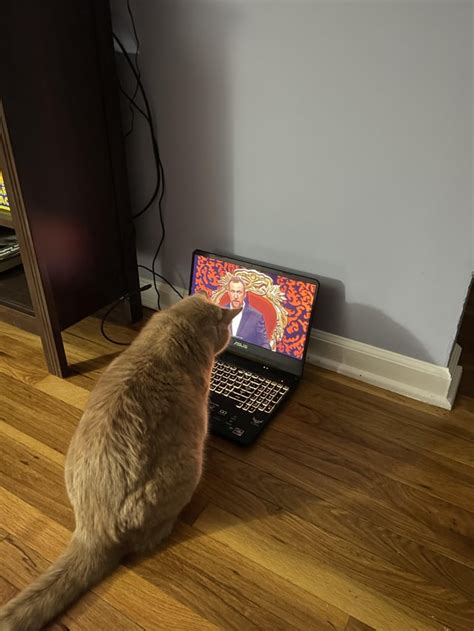 Image result for Taskmaster Cat