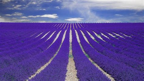 Lavender Fields France Wallpapers - Wallpaper Cave