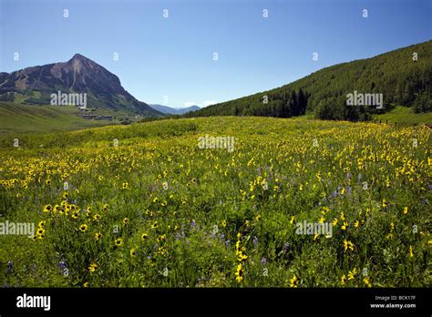 Image result for HTML Code for Simple Icons