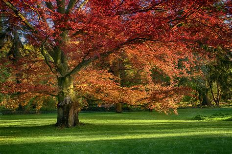 Texas Red Oak (Quercus buckleyi) | LAWNS Tree Farm LLC.