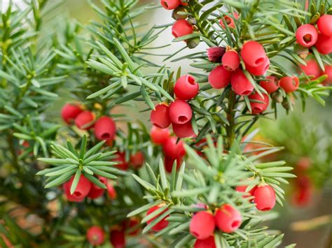 Evergreen Yew Shrubs