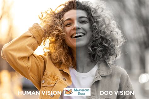 How Dogs See Humans 的图像结果