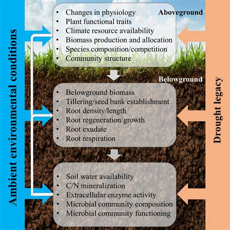 Soil Structure And Plant Growth at Maddison Joyce blog