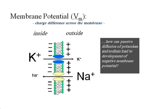 Image result for Diffusion Potentials