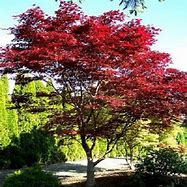 Image result for Emperor Japanese Maple for Sale