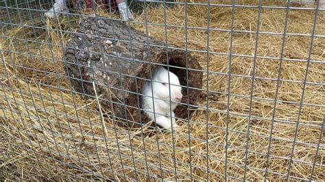 DIY Rabbit Colony 的图像结果