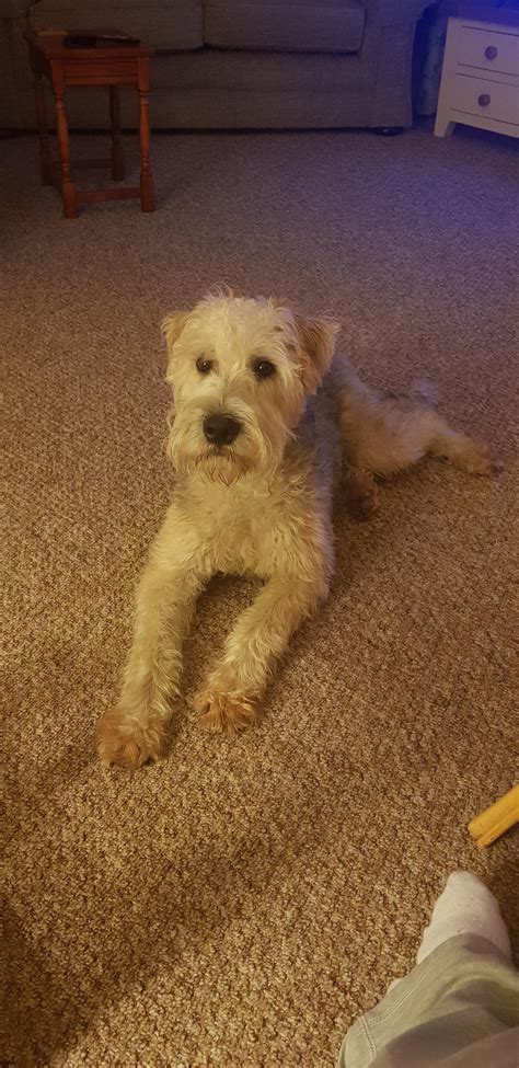 Wheaten Terrier Schnauzer Mix