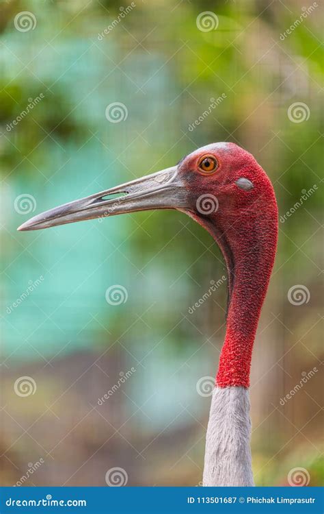 The Sarus Crane Has Overall Grey Colour and the Contrasting Red Head ...