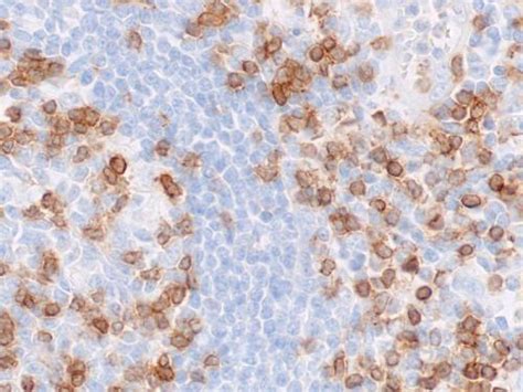 Image result for Faces CD3