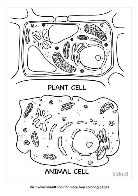 Plant Vs Animal Cell Coloring Page