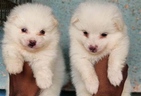 Pomeranian Puppy Price In Bangalore (Dec 2024) | Pomeranian Price In ...