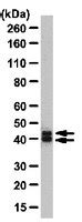 Anti-MAPK 1/2 Antibody | ABS44