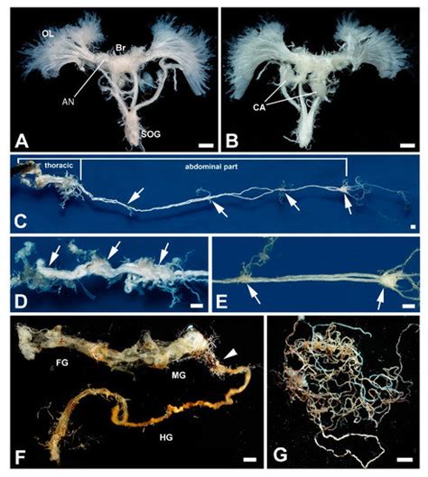 First Comprehensive Study of a Giant among the Insects, Titanus ...