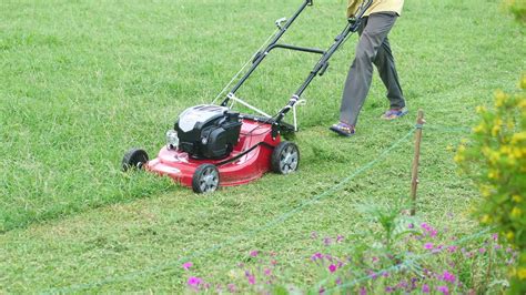 When Is Best Time To Cut Grass