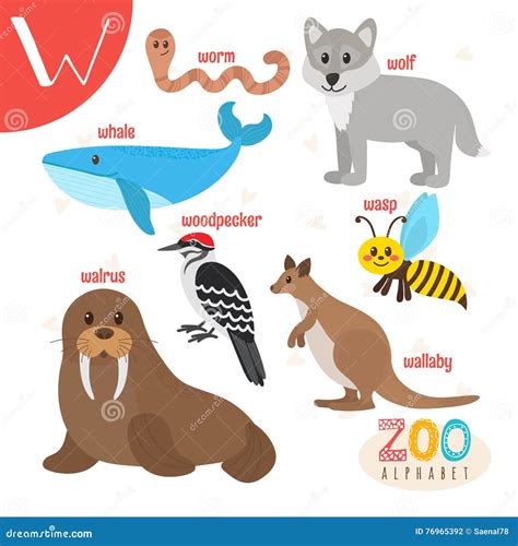 Wallaby. W Letter. Cute Children Animal Alphabet In Vector. Funny ...