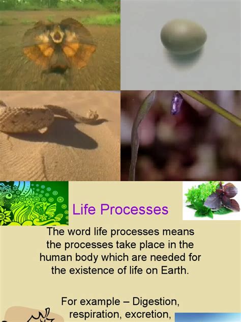 Life Process Explained 的图像结果