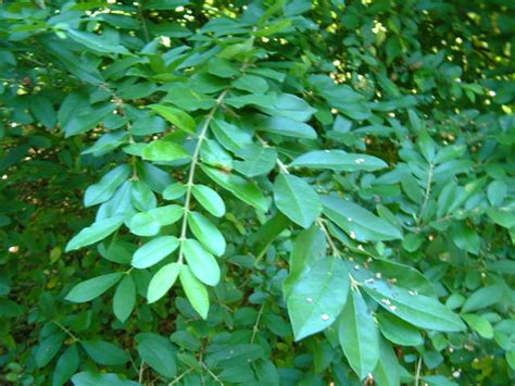 Ligustrum obtusifolium var. regelianum - Brede liguster | Belmonte ...