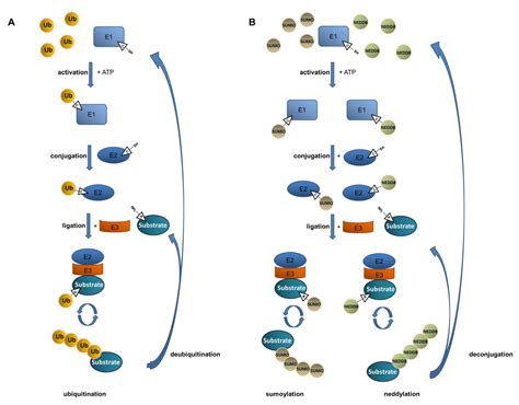 Recycling and Reshaping—E3 Ligases and DUBs in the Initiation of T Cell ...