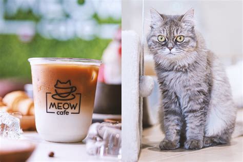 Abu Dhabi’s first cat café, Meow Café, is open | Time Out Abu Dhabi