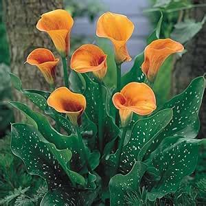 Peace Lily Spathiphyllum Indoor Plant Without Pot, Live Plants Without ...