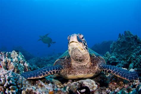 研究称气候转暖导致新生小海龟99.8%是雌性|欧文斯|雄性|大堡礁_新浪科技_新浪网