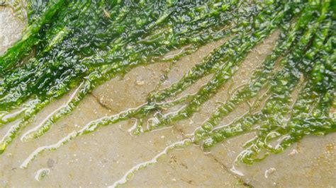 Making Gold Out of Seaweed - The Energy & Biosciences Institute