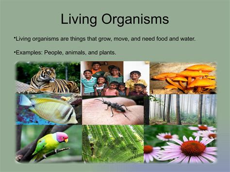 LIVING ORGANISMS AND THEIR SURROUNDINGS.pptx