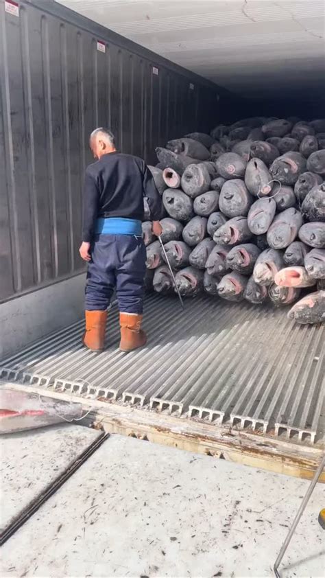 Image result for Animals Eating Humans Camera