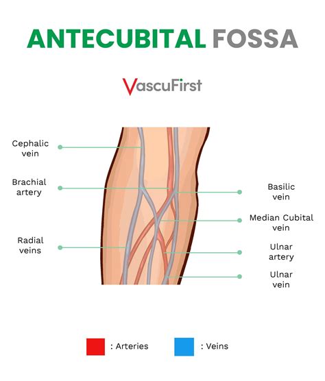 Acf Medical Abbreviation