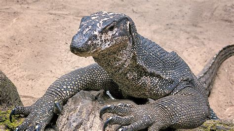 Image result for Computer Monitor Lizard