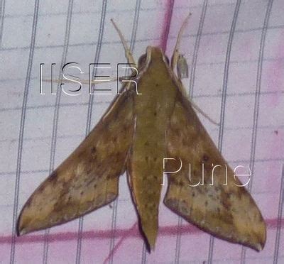 Ramana Athreya @ IISER-Pune : Sphingid Species Notes