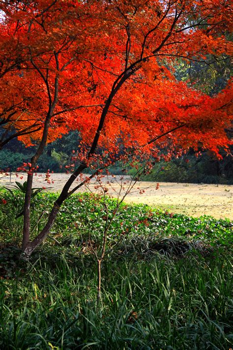 中国10大赏枫叶之地，枫林如火漫山红遍_红叶