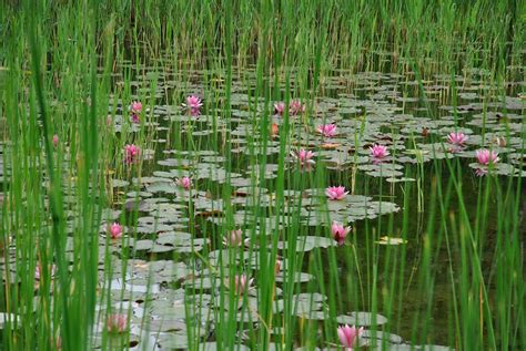 Pond 的图像结果