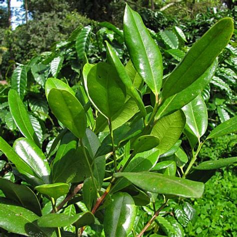 All Spice Plant / Sarvasugandhi / Jamaica pepper (Pimenta dioica) Flow ...