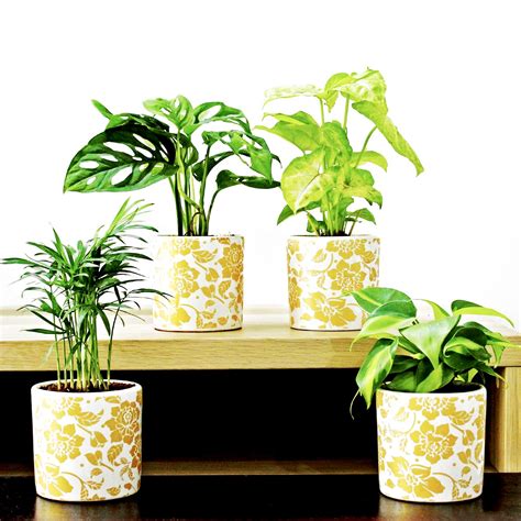 Rolling Nature Combo of Live Indoor Plants Philodendron Broken Heart ...
