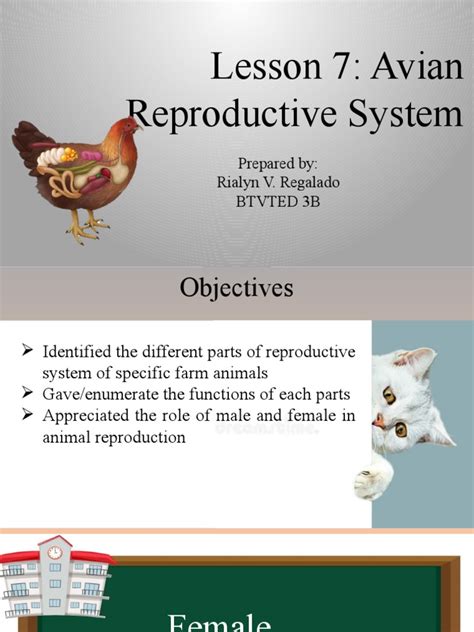 Image result for Male Bird Reproductive System
