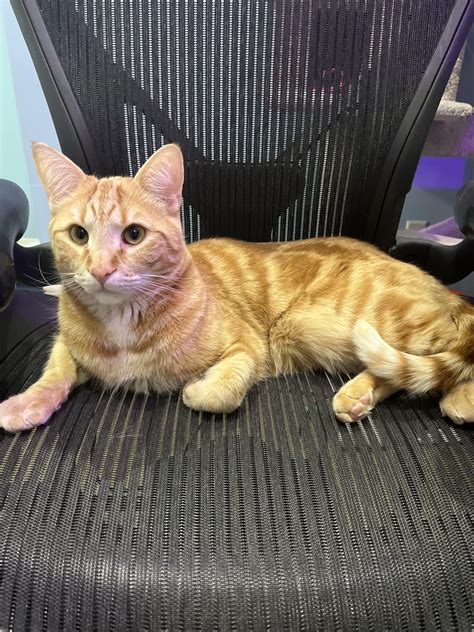 One Fast Cat - GEN5 & GEN6 base enhancements : r/cats