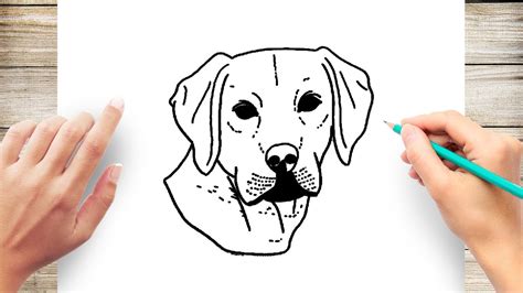 How to Draw a Realistic Labrador 的图像结果