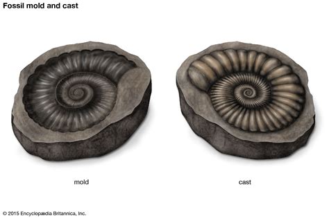 fossil - Students | Britannica Kids | Homework Help