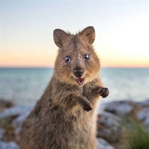 Quokka Wallpapers - Top Free Quokka Backgrounds - WallpaperAccess