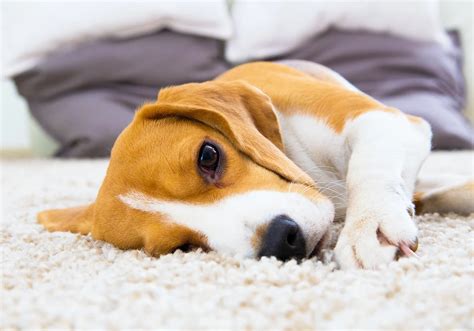 Your Guide to Pet-Proof Flooring - Ted’s Floors & Beyond