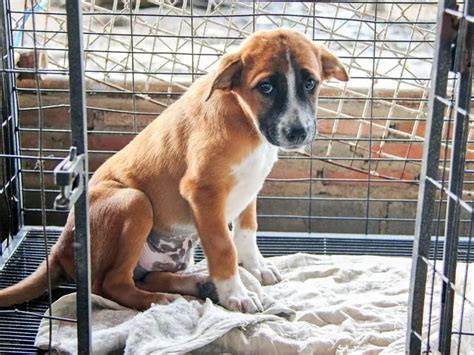 Image result for Dogs Getting Abused