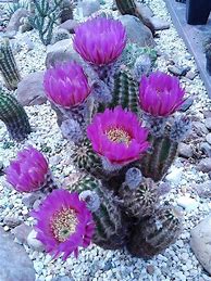 Image result for Opuntia Microdasys Bunny Ears Cactus