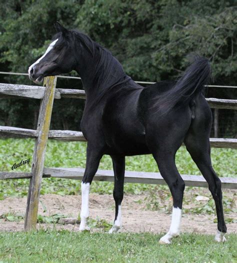 Black Arabians (Fillies, Mares, Colts, STALLIONS)