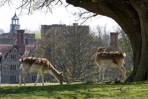 https://www.gardenvisit.com/uploads/image/image/143/14345/knole_park_deer_original.jpg