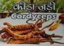 Chardham Shudh Jadibooti Natural Himalayan Cordyceps, Keedajadi (10 pcs ...