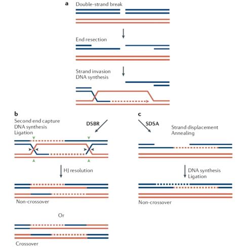 DNA超螺旋的基因转录波