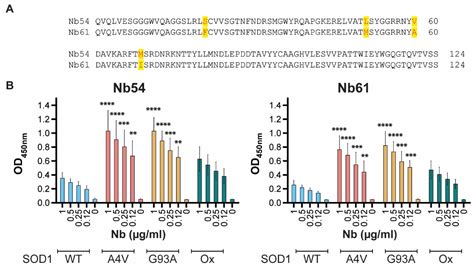 Anti-SOD1 Nanobodies That Stabilize Misfolded SOD1 Proteins Also ...