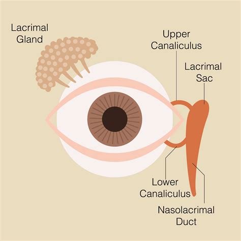 Lacrimal Gland