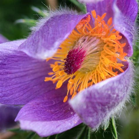 Pasque flower | South Dakota State Flower | kendra kpk | Flickr
